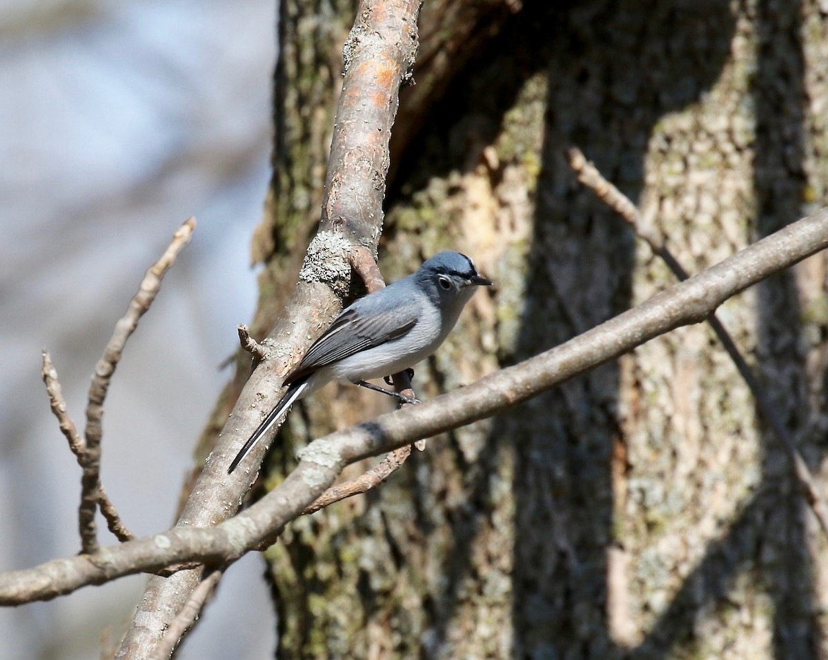 Blue-gray Gnatcatcher - ML442004861