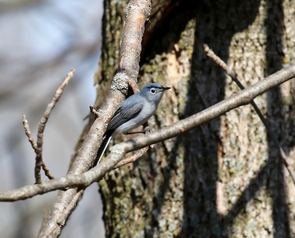 Blue-gray Gnatcatcher - ML442004891