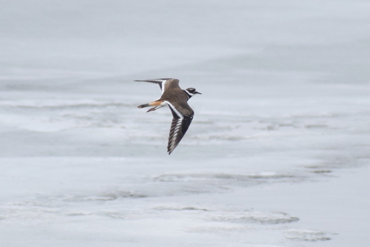 Killdeer - ML442006321