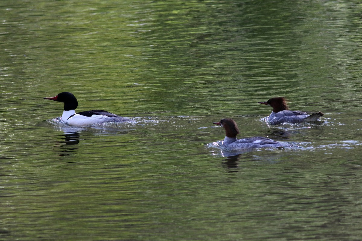 Büyük Tarakdiş - ML442007201