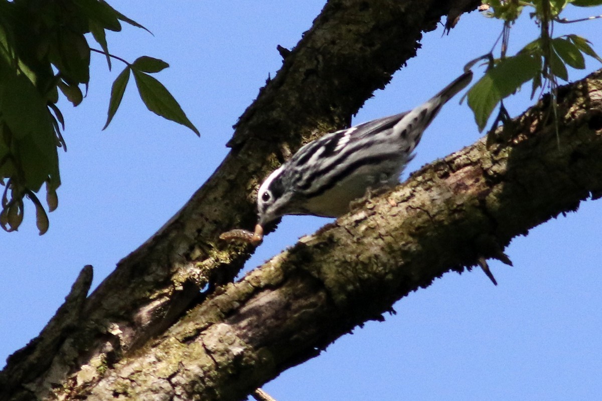 Black-and-white Warbler - ML442008101