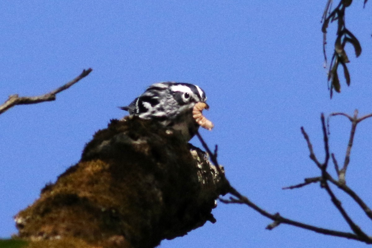 Black-and-white Warbler - ML442008111