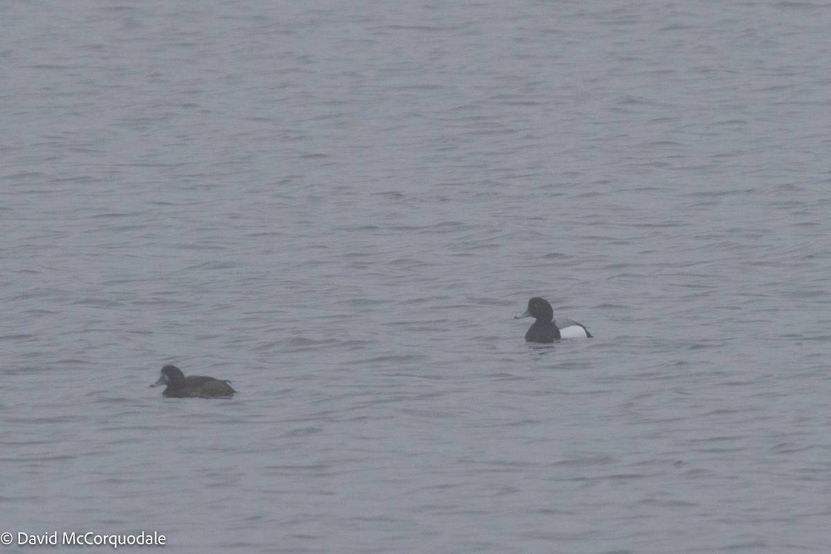 Greater Scaup - ML442008551