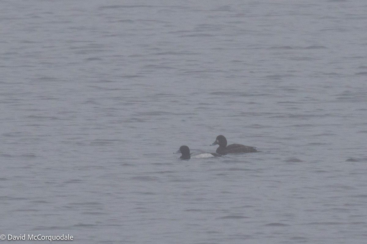 Greater Scaup - ML442008581