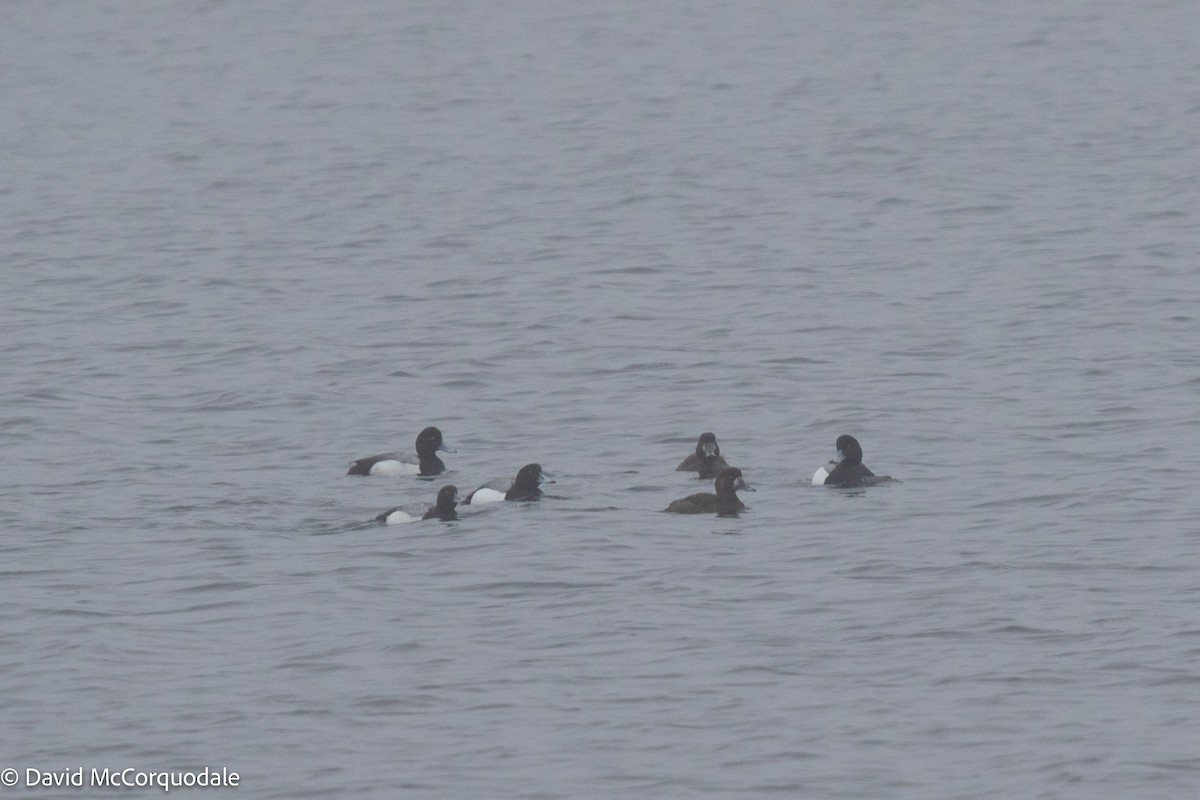 Greater Scaup - ML442008601