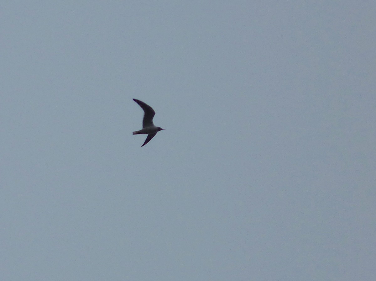 Laughing Gull - ML442009951