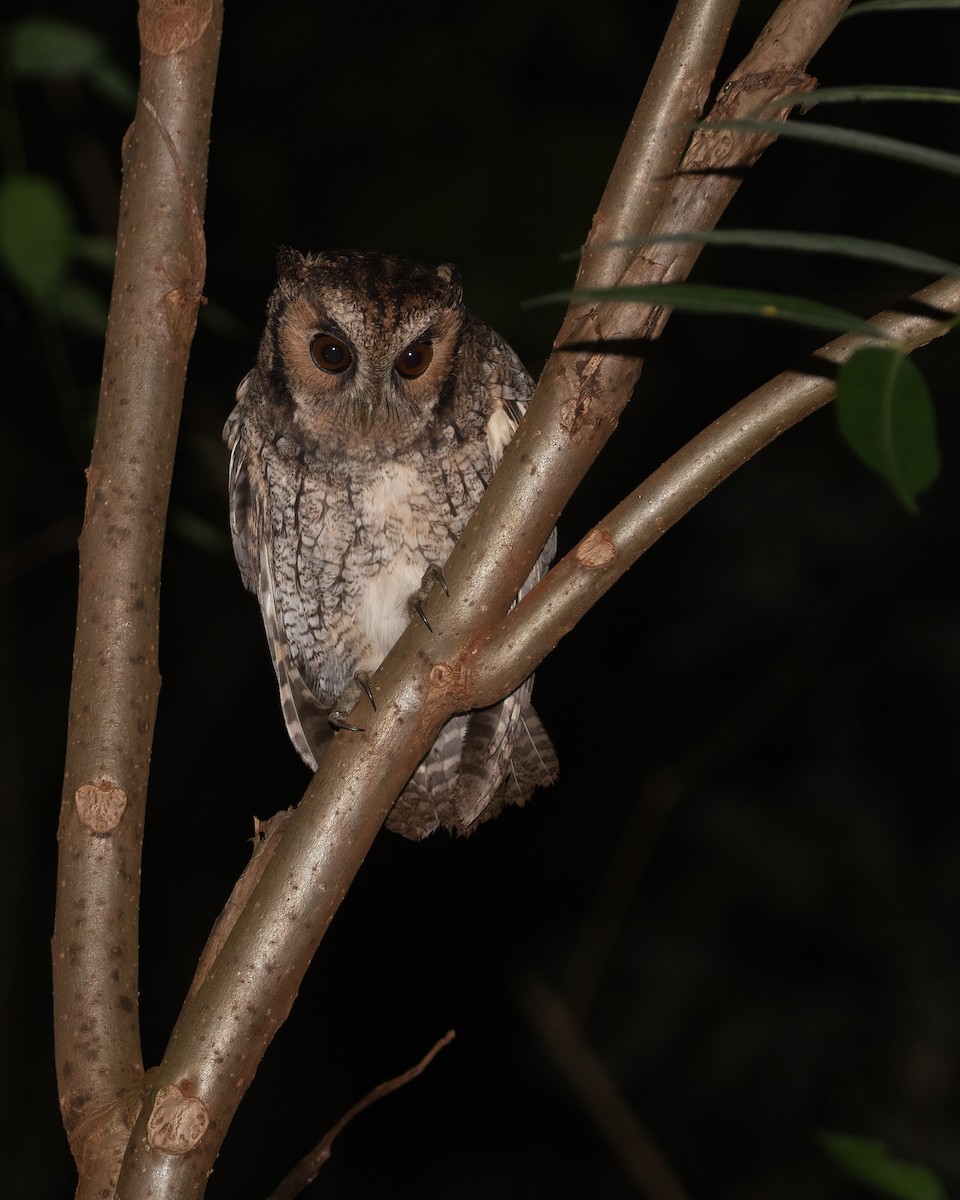 Black-capped Screech-Owl - ML442011371