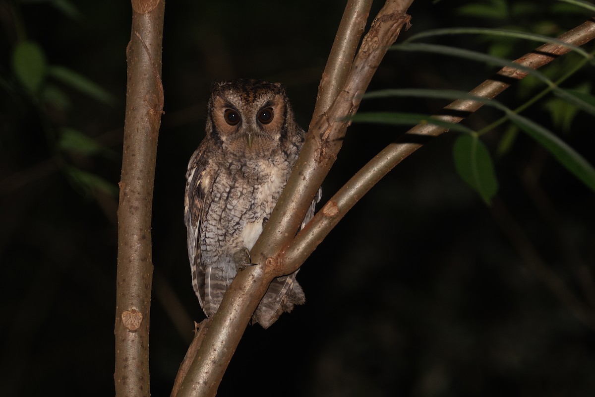 Black-capped Screech-Owl - ML442011391