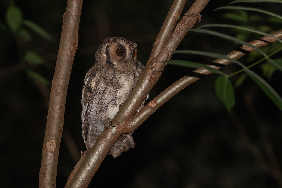 Black-capped Screech-Owl - ML442011471