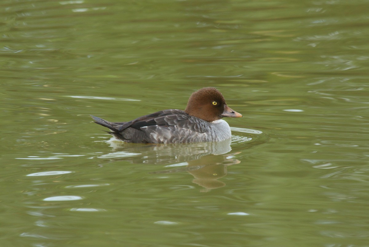 Common Goldeneye - Patrick J. Blake