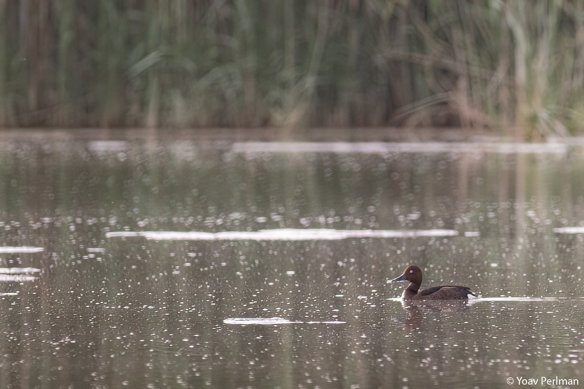 Ferruginous Duck - ML442012341