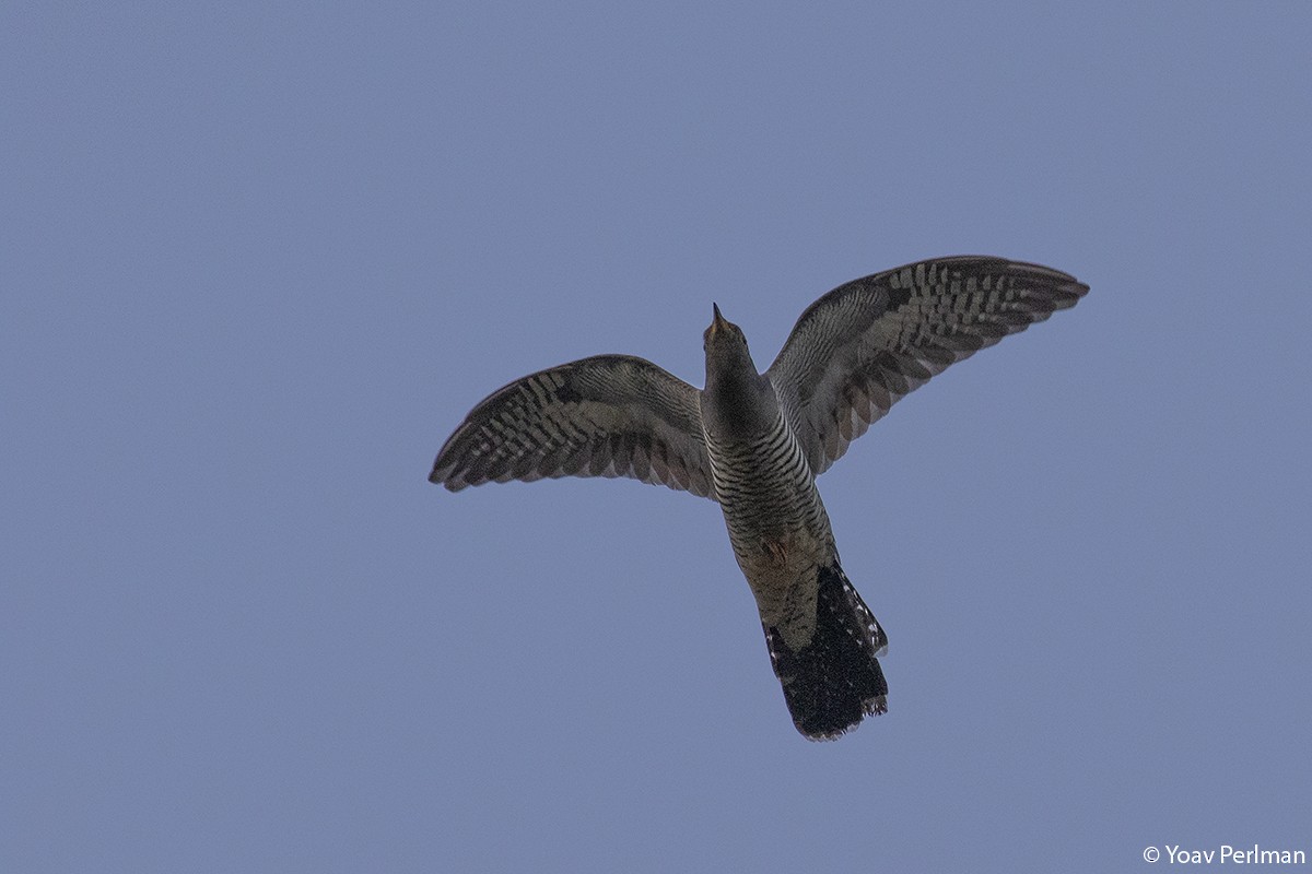 Common Cuckoo - ML442012371