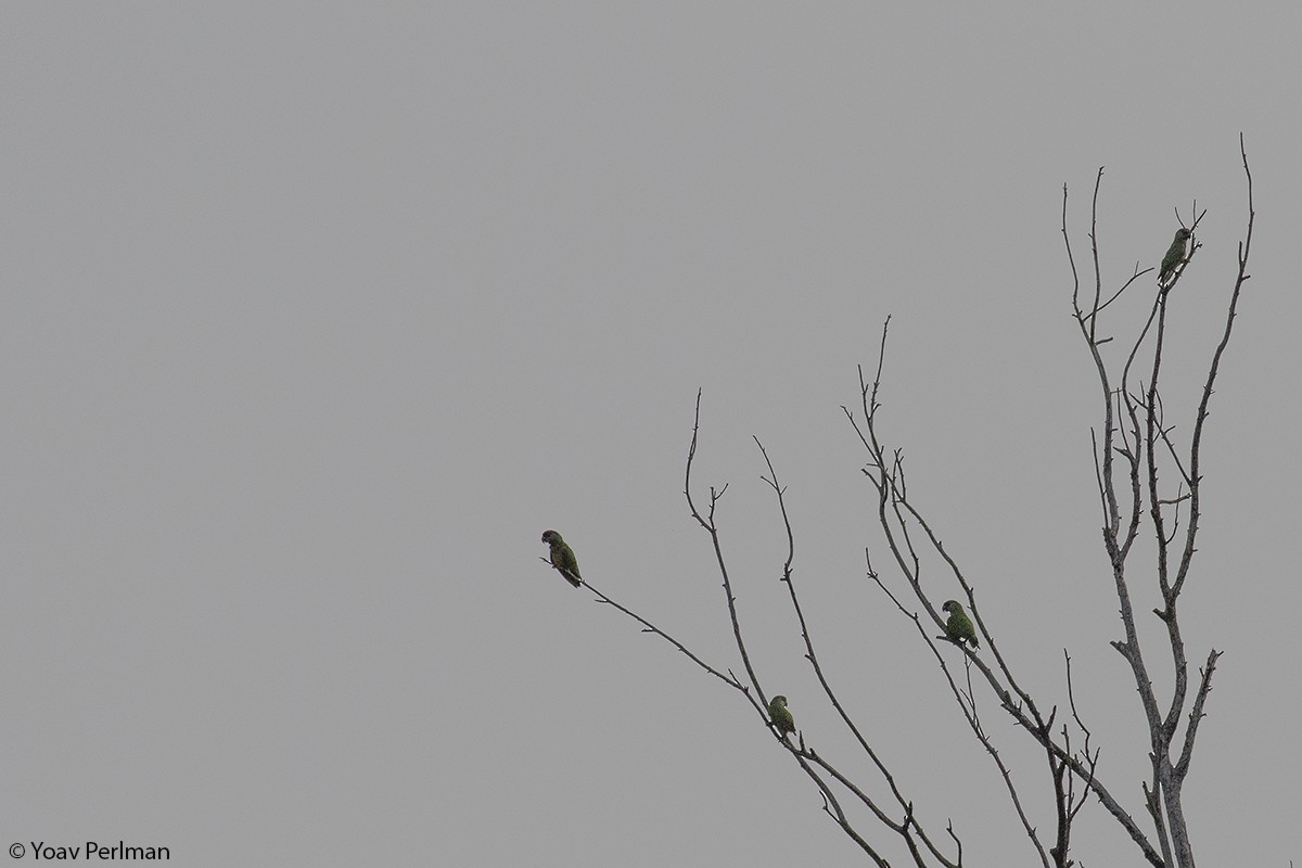 Senegal Parrot - ML442012481