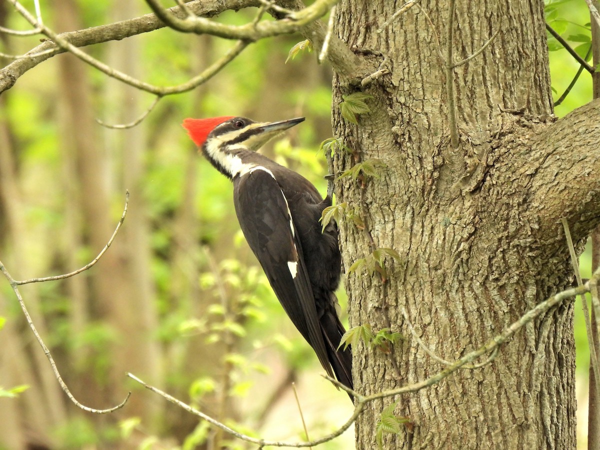 Pileated Woodpecker - ML442014451