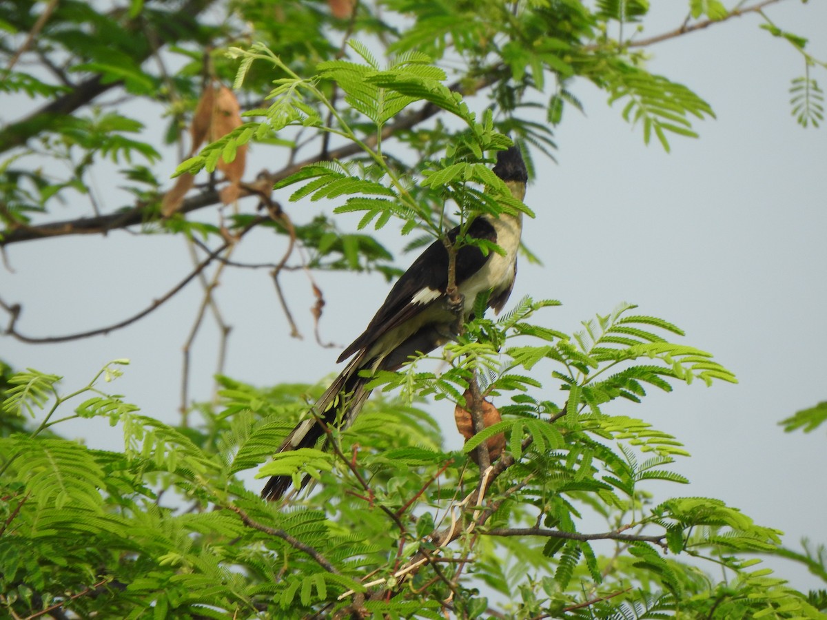 Pied Cuckoo - Arulvelan Thillainayagam