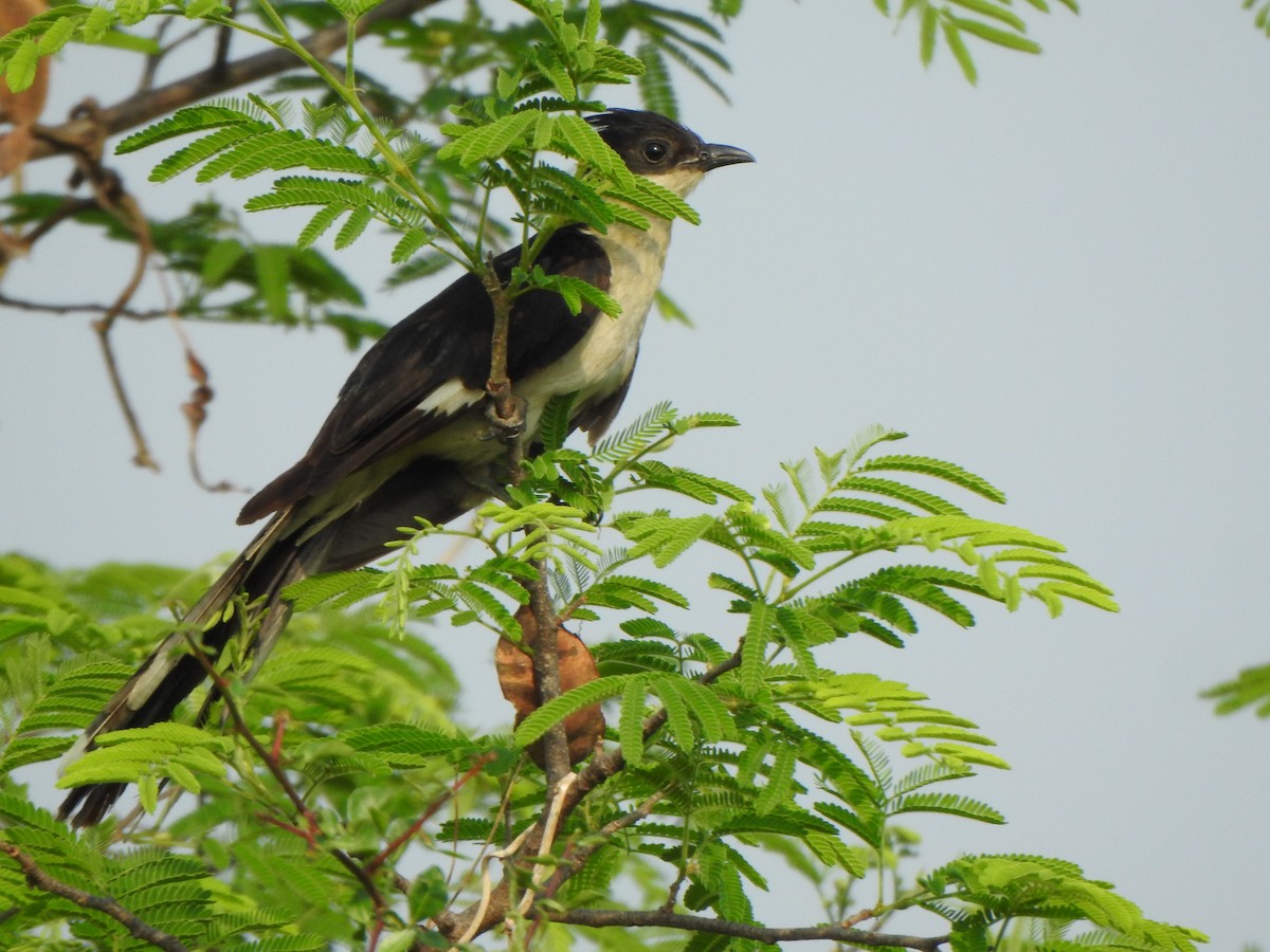 Pied Cuckoo - ML442014541