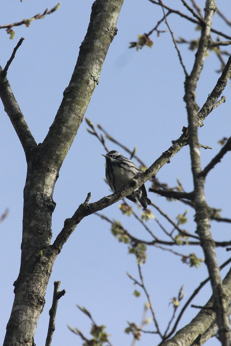 Black-and-white Warbler - ML442016321