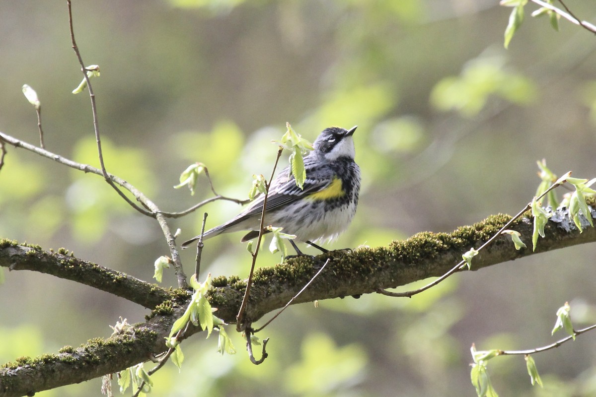 Yellow-rumped Warbler - ML442016401