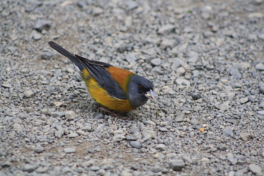 Patagonian Sierra Finch - ML442016611