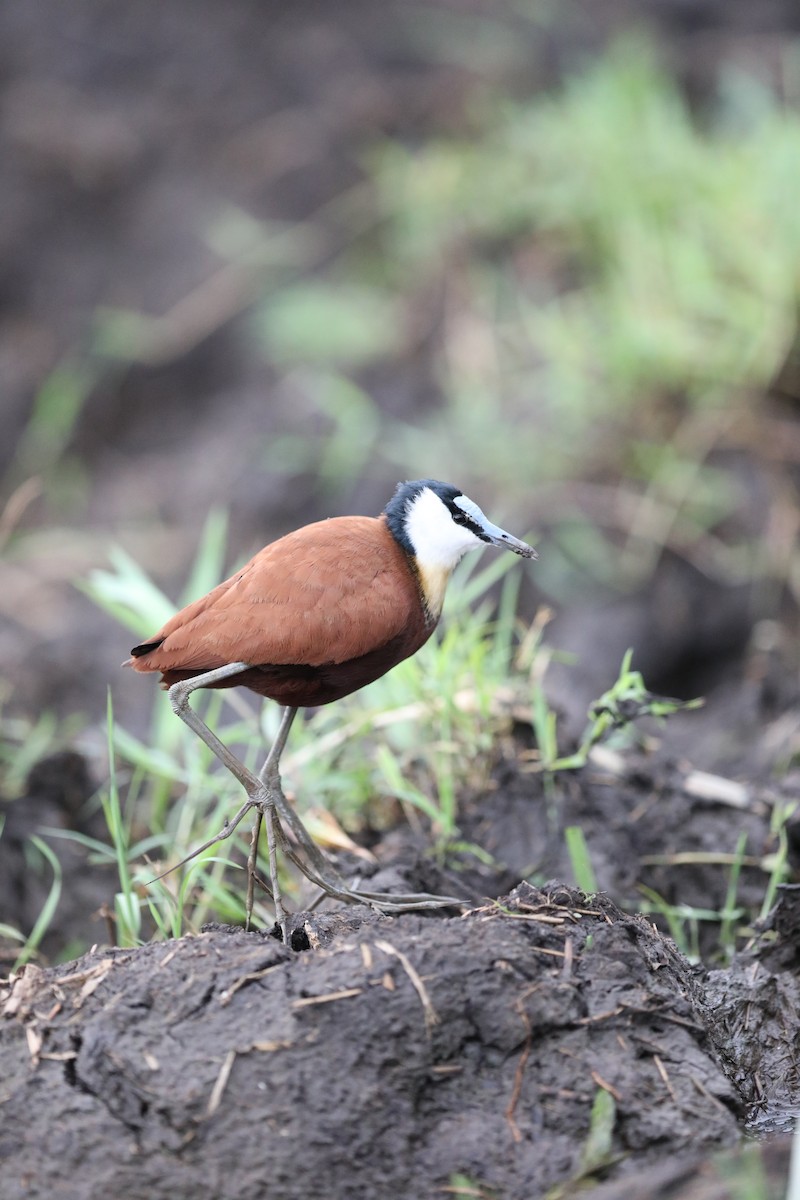 Jacana à poitrine dorée - ML442016661