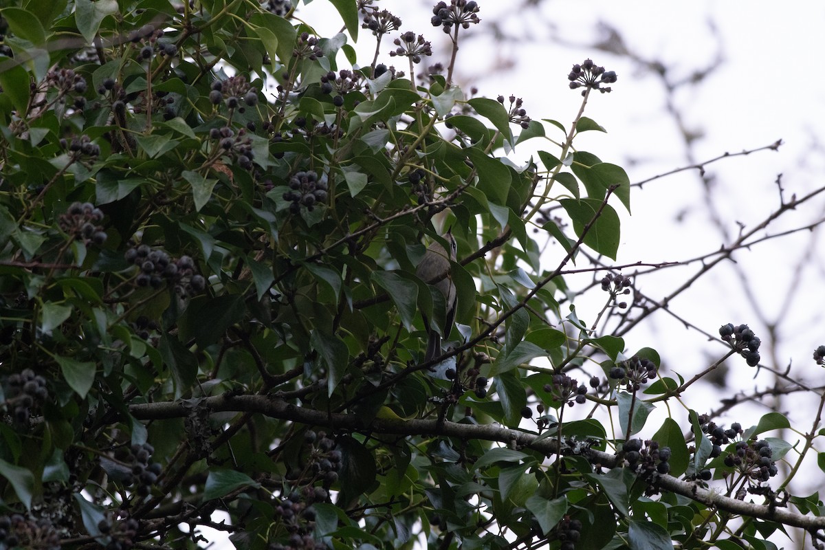 Common Firecrest - ML442018421