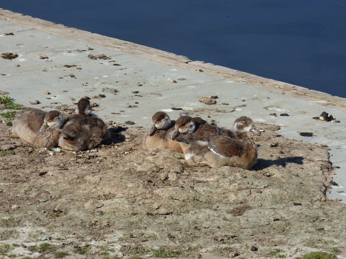 Egyptian Goose - ML442018561