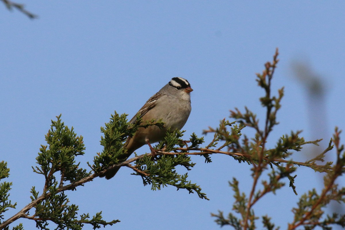 White-crowned Sparrow - ML442018771