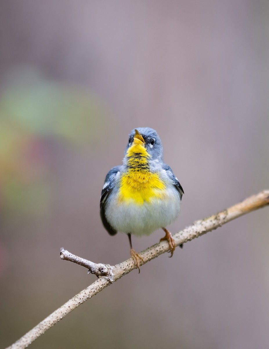 Northern Parula - ML442020391