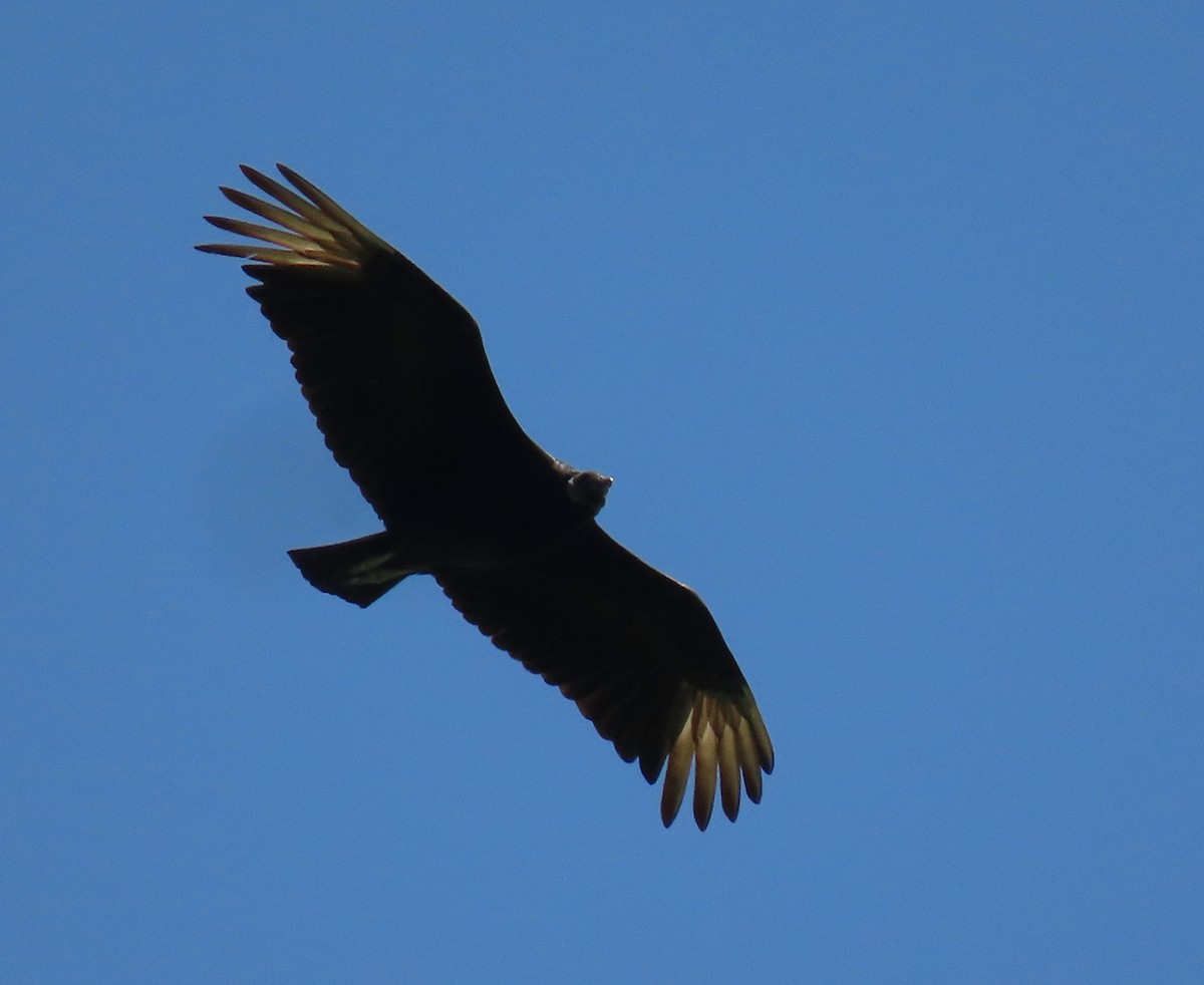 Black Vulture - ML442020521