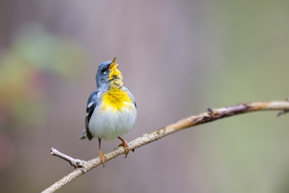 Northern Parula - ML442020821