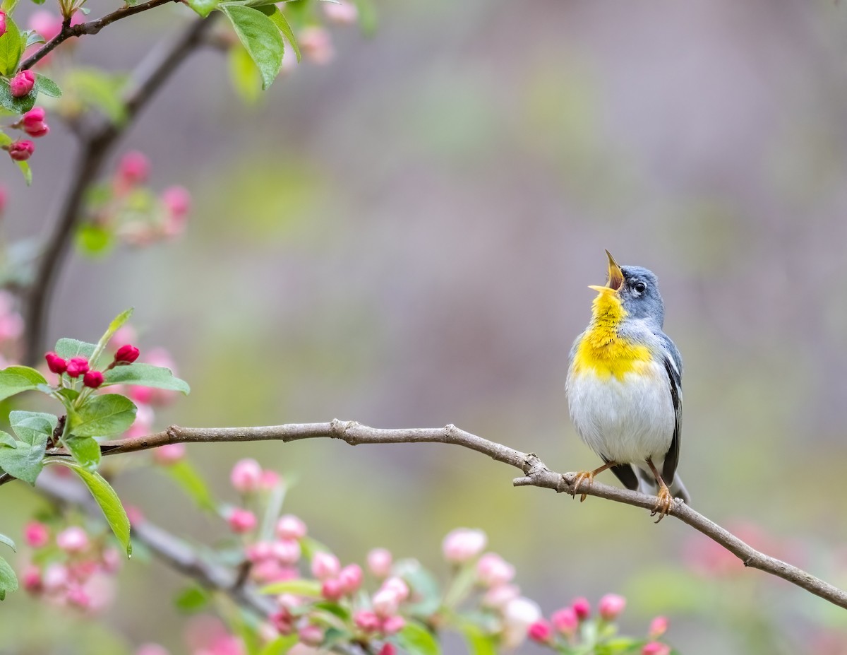 Northern Parula - Alva  Steury