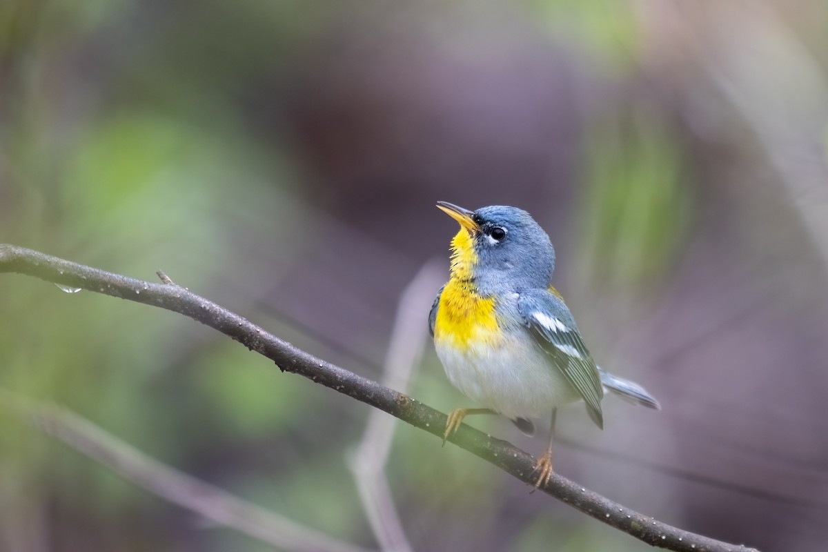 Northern Parula - Alva  Steury