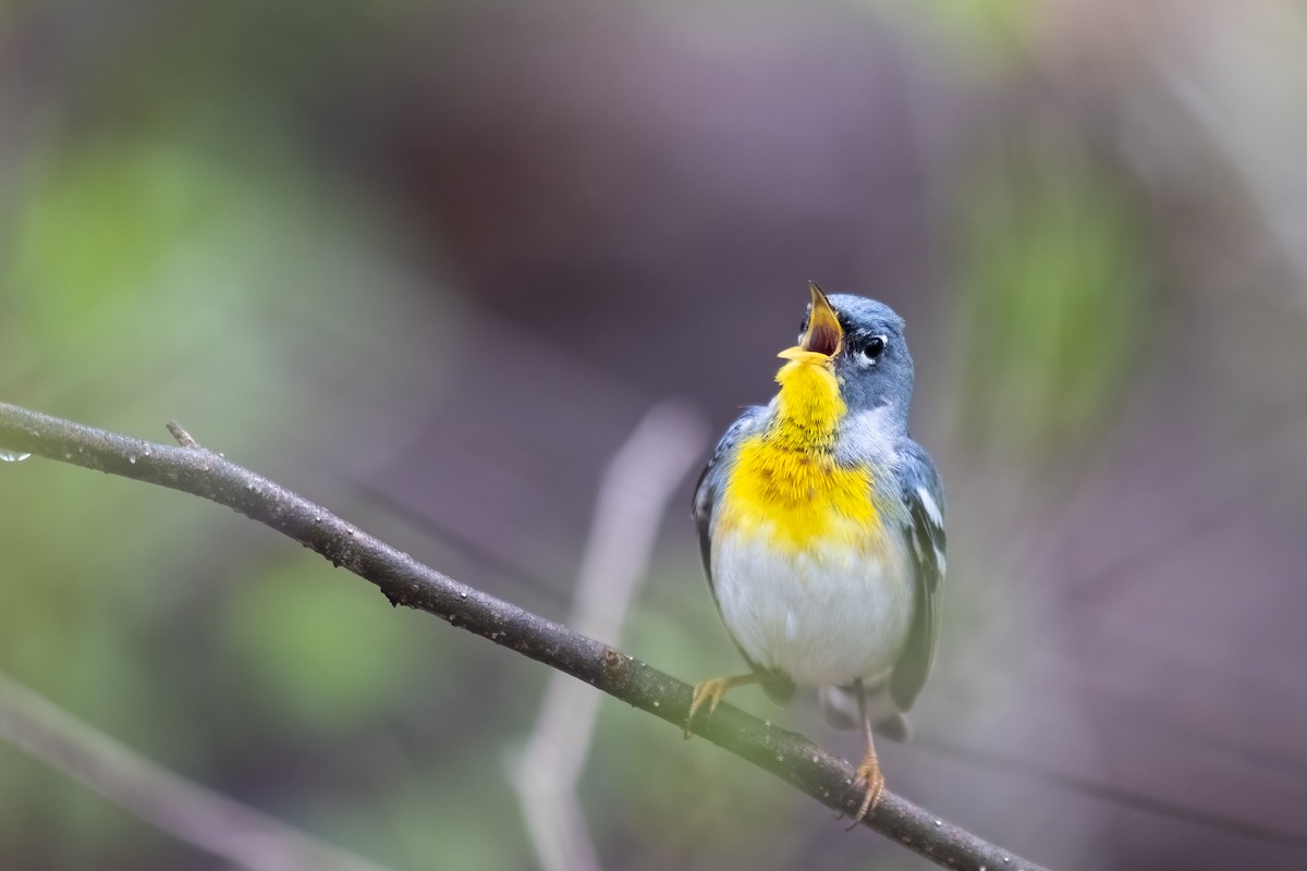 Northern Parula - Alva  Steury