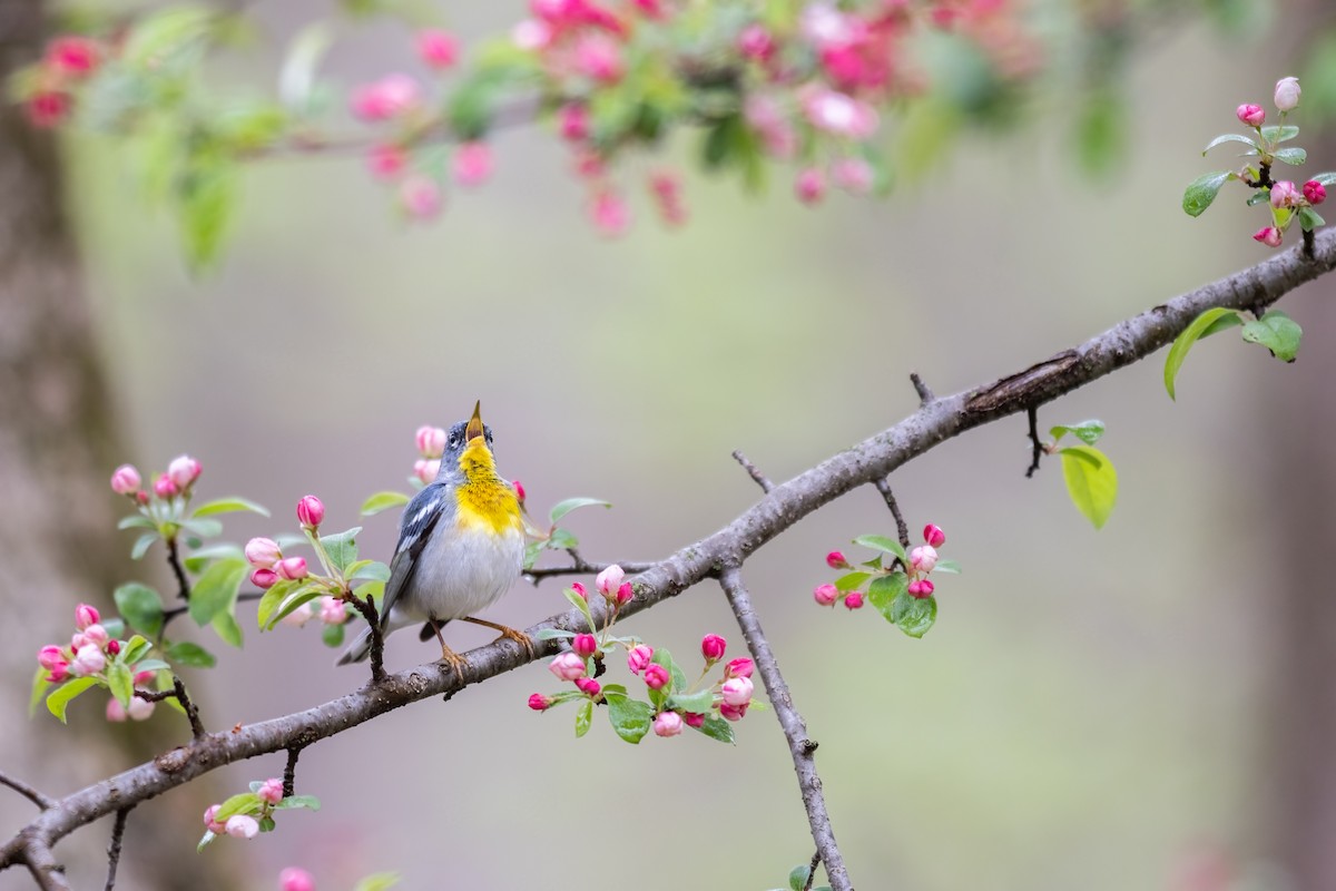 Northern Parula - Alva  Steury