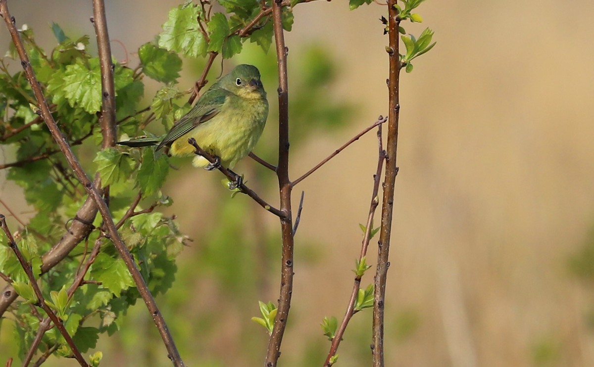 Painted Bunting - Rob Bielawski