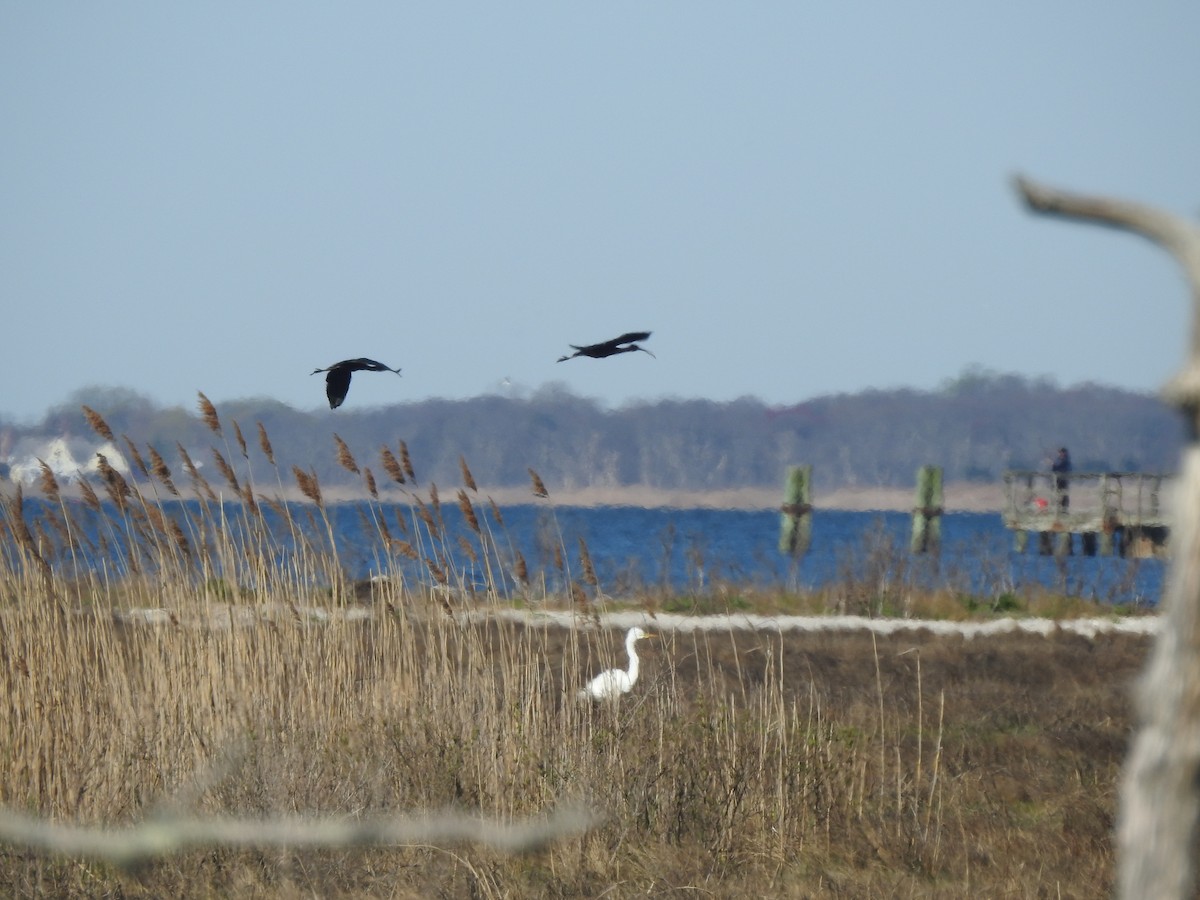 Glossy Ibis - ML442021391