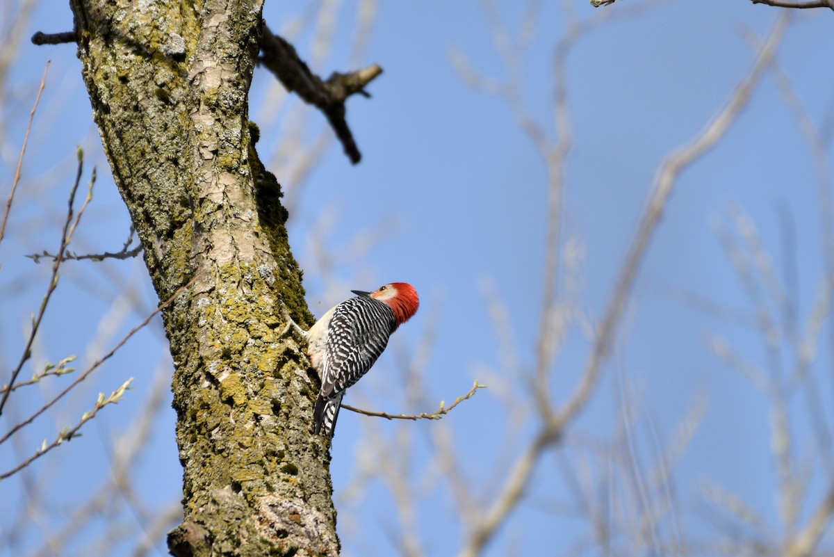 Red-bellied Woodpecker - Darren Dewitt