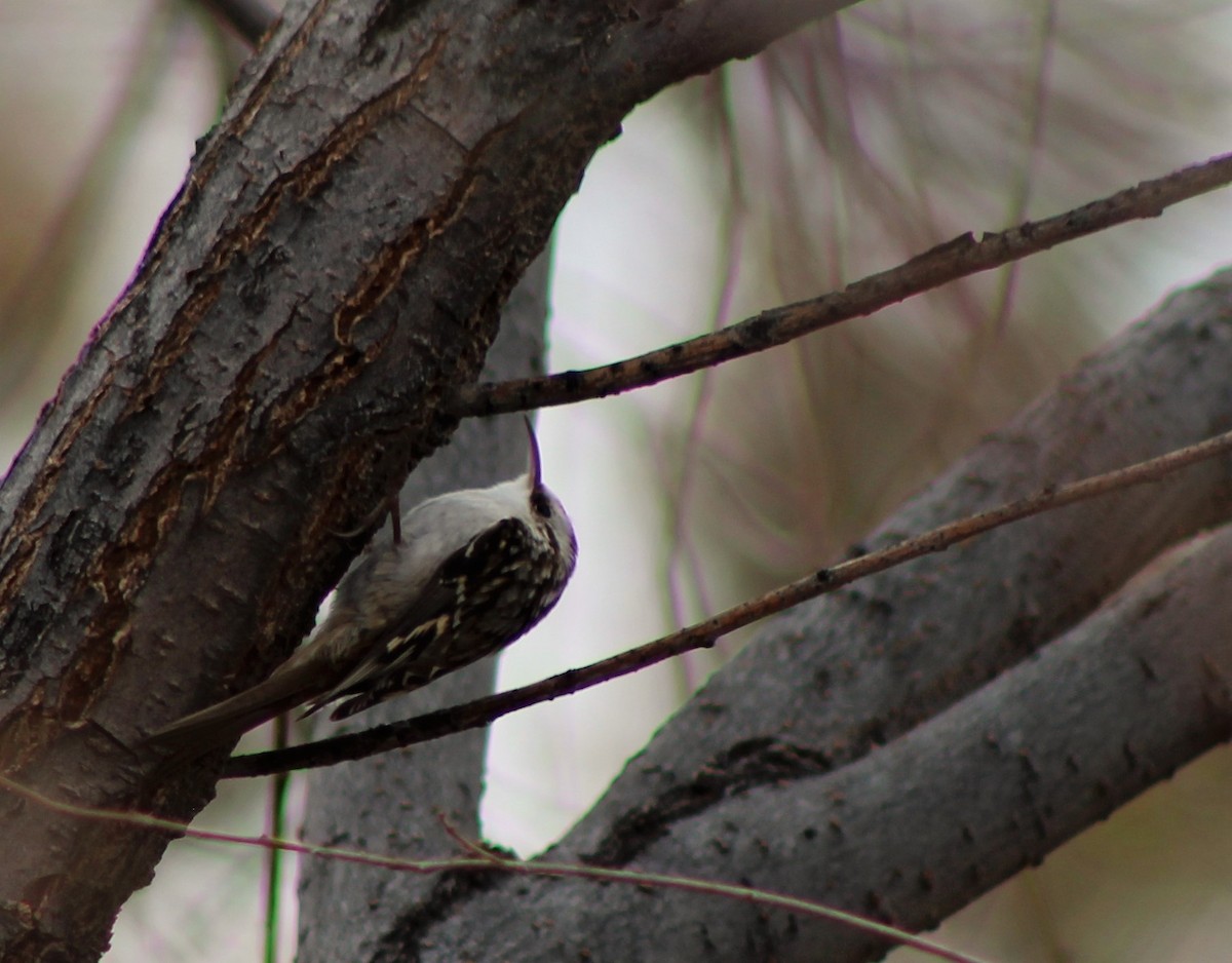 Brown Creeper - ML44202211