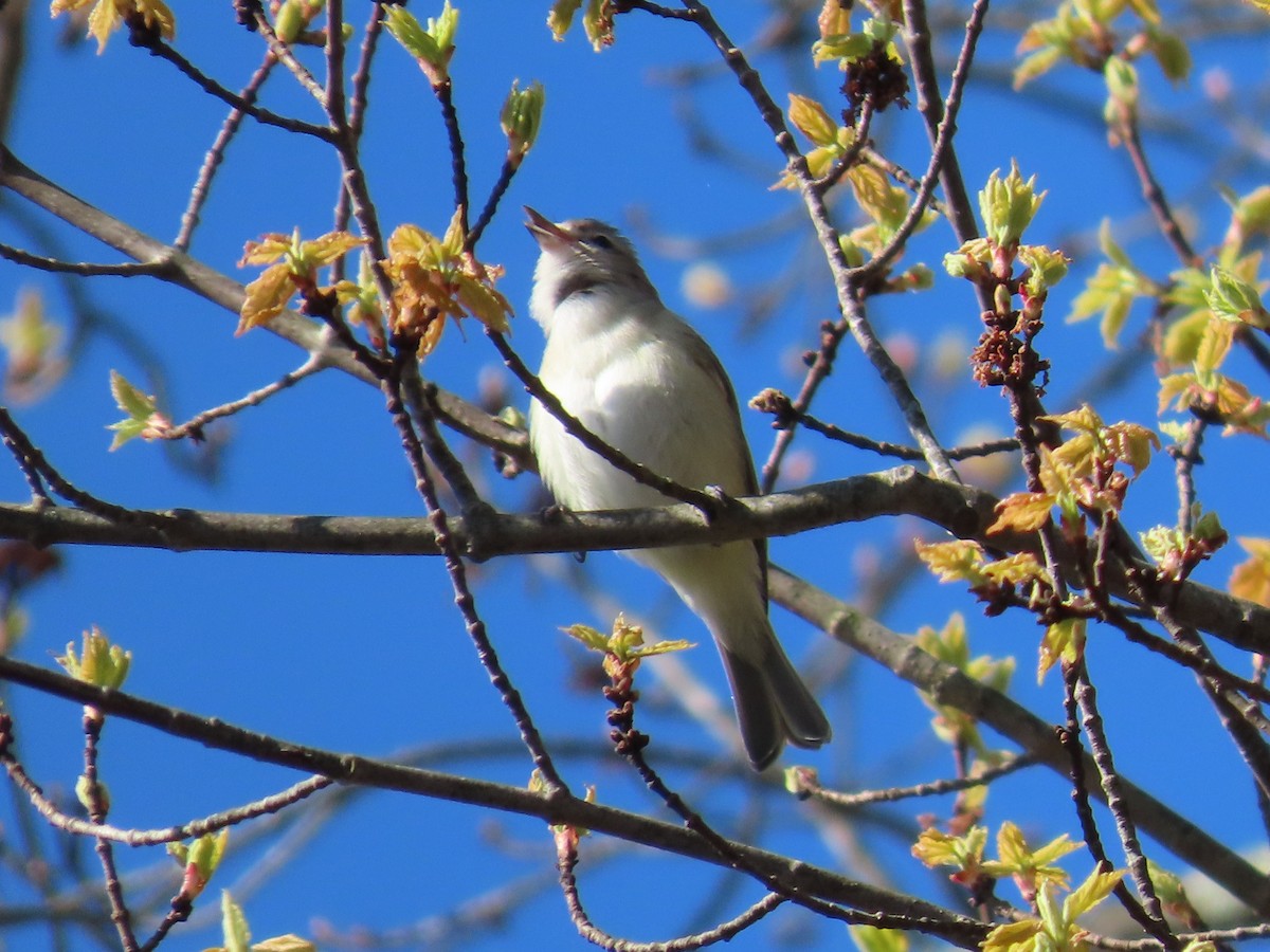 Warbling Vireo - ML442022671