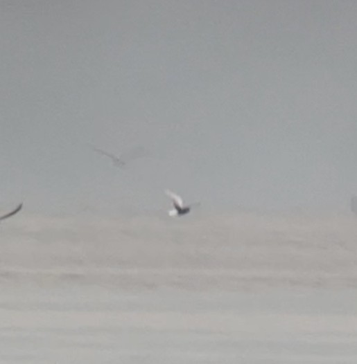 White-winged Tern - ML442024651