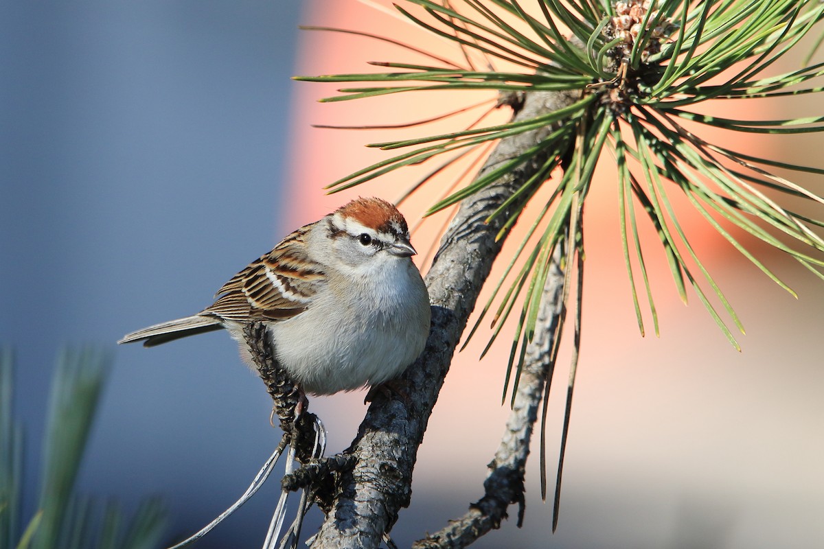 Chipping Sparrow - Gang Wu