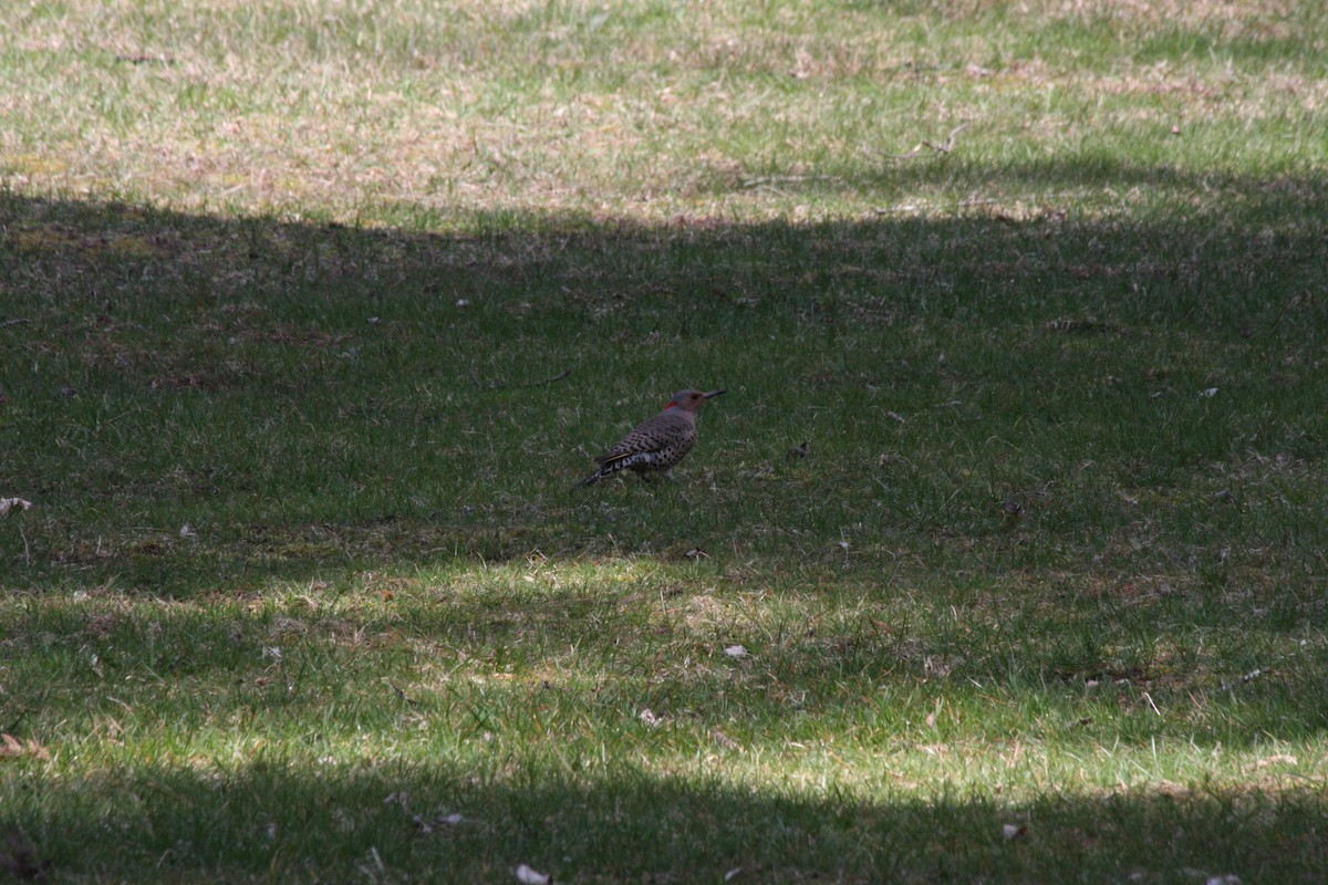 Northern Flicker - ML442027761