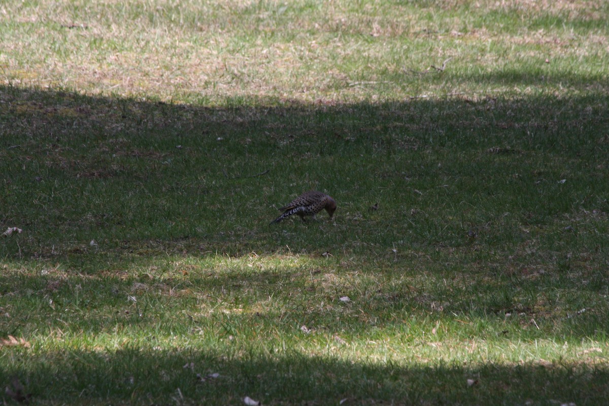 Northern Flicker - ML442027831