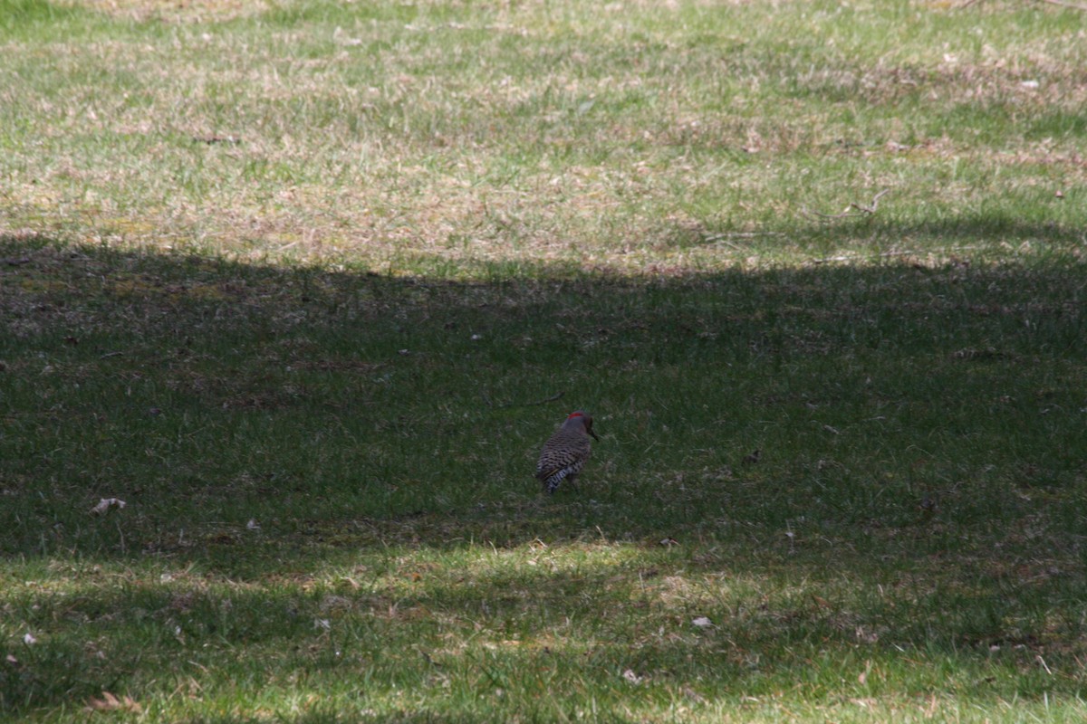 Northern Flicker - ML442027871