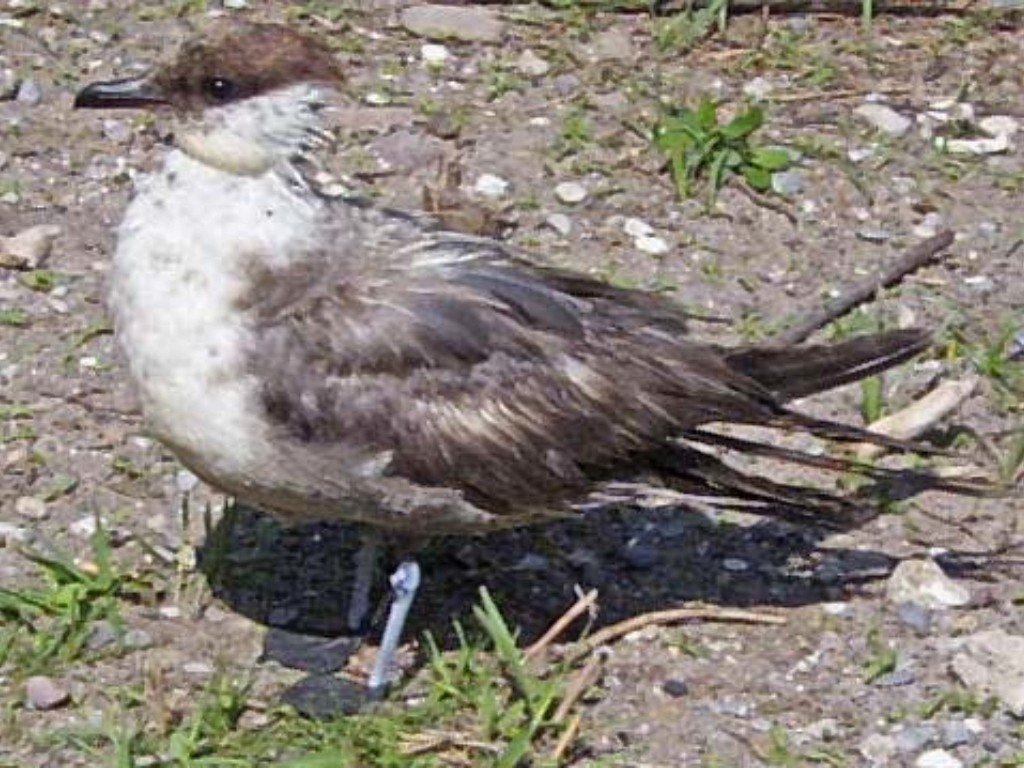 Long-tailed Jaeger - ML442029161