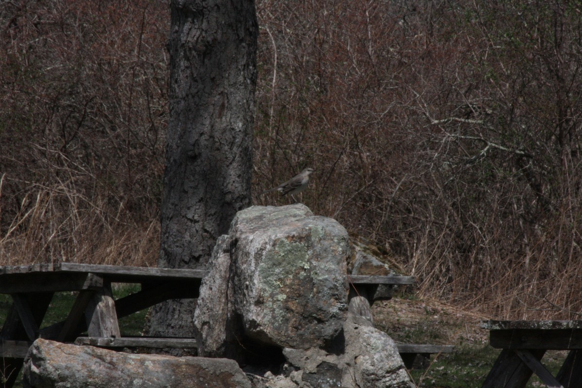 Northern Mockingbird - ML442029441