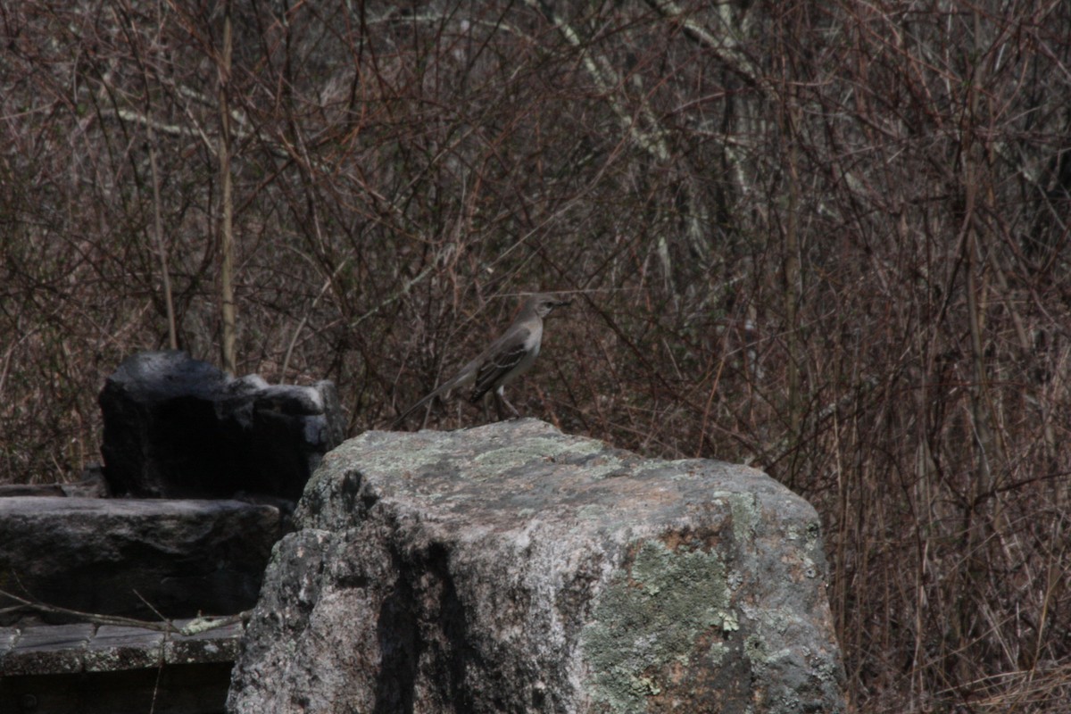 Northern Mockingbird - ML442029471