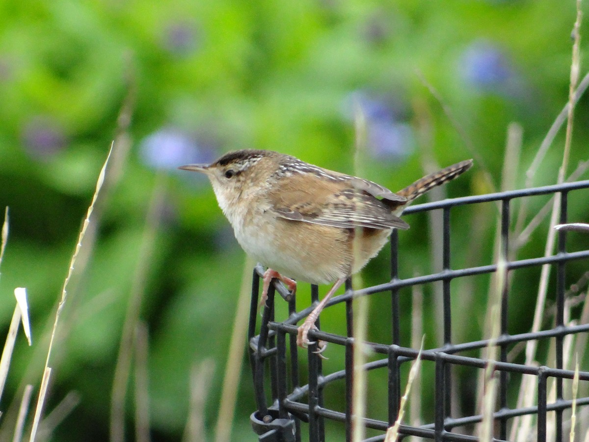 Marsh Wren - Andrew Raamot and Christy Rentmeester