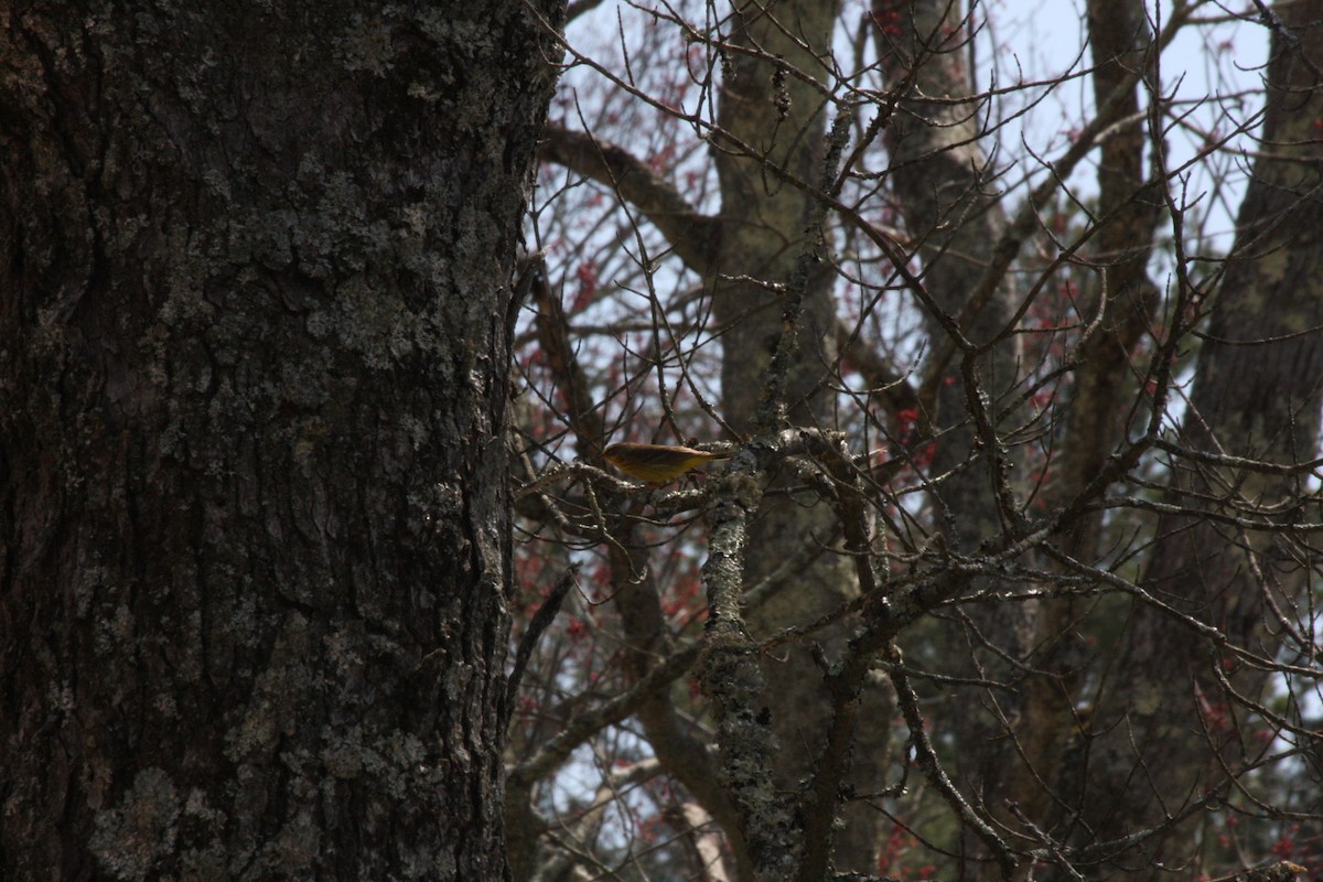 Palm Warbler - ML442029801