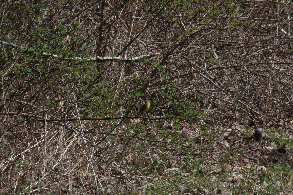 Palm Warbler - ML442030041